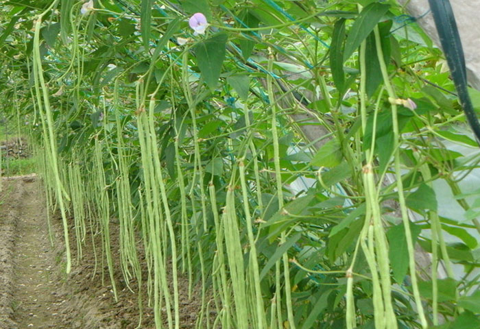 有機肥用于蔬菜種植